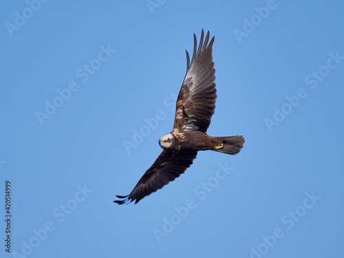 Western Marsh-harrier flying against the blue sky  Circus aeruginosus 