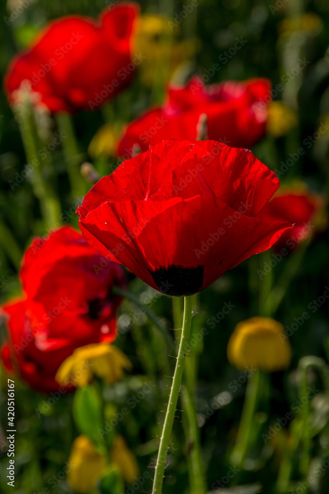 Naklejka premium Beautiful red poppies growing wild in nature near Kiryat Tivon, Israel