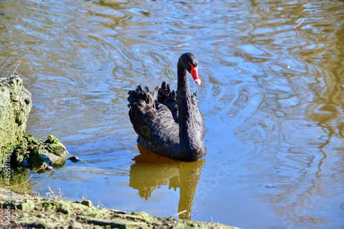 black swan on the lake