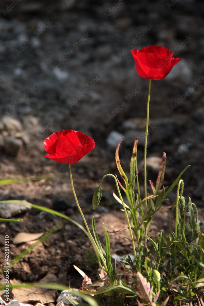 Obraz premium Beautiful red poppies growing wild in nature near Kiryat Tivon, Israel