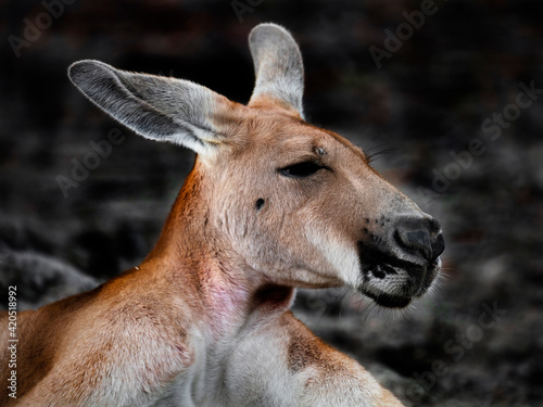 Red kangaroo`s head. Latin name - Macropus rufus
