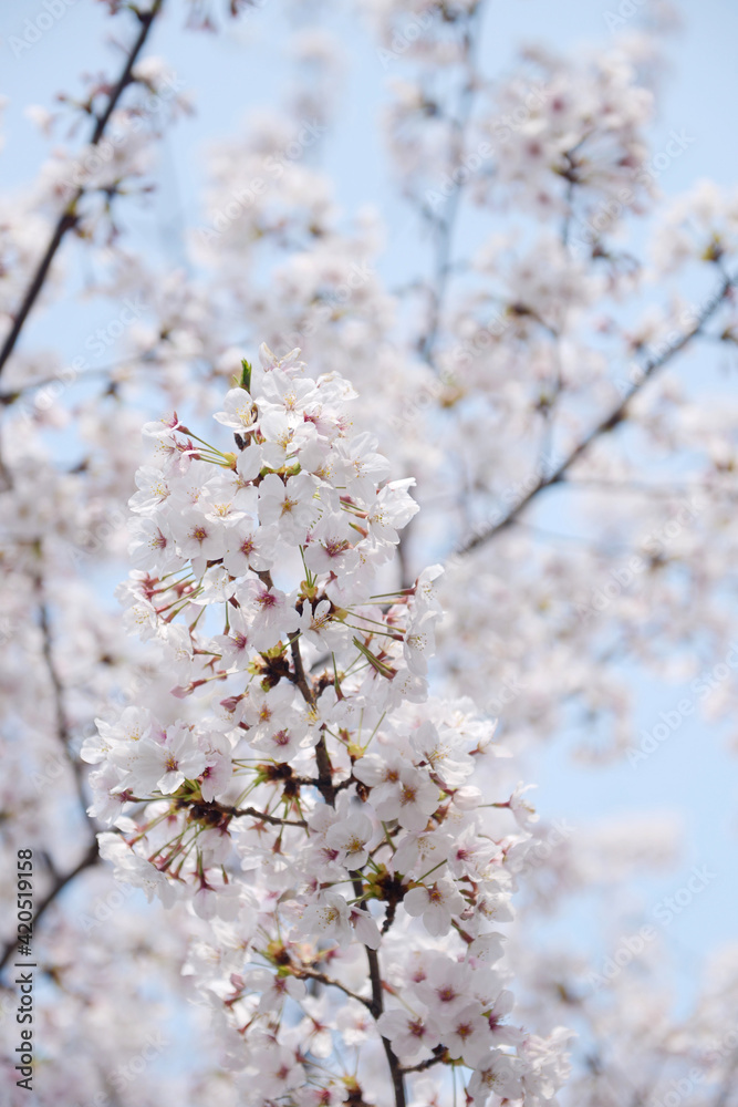 Close up beautiful cherry blossom. Japan's journey Close up beautiful cherry blossom. Japan's journey