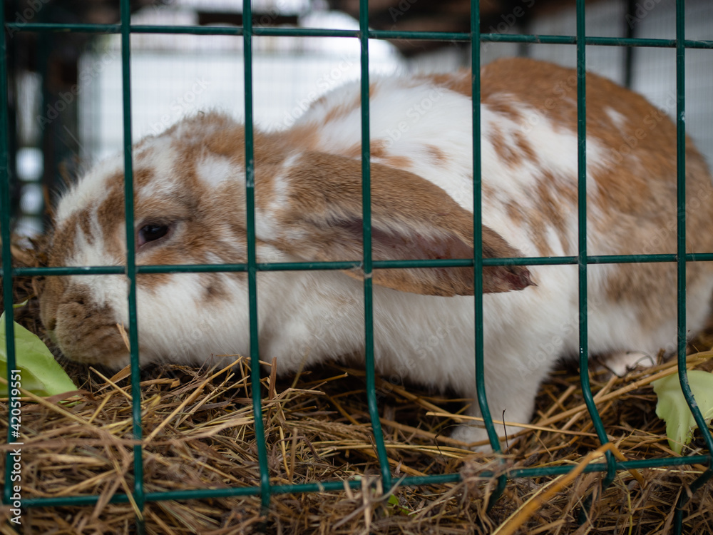 Fototapeta premium a white and brown rabbit in a cage. cute little face with big ears.