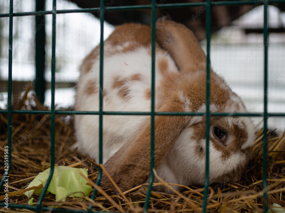 Fototapeta premium a white and brown rabbit in a cage. cute little face with big ears.