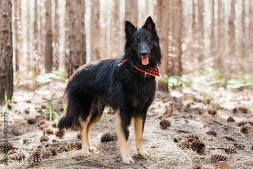 Belgian shepherd photo