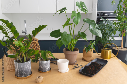 Transplanting a houseplant in the kitchen. Set of various house plants with watering can and gardening tool.