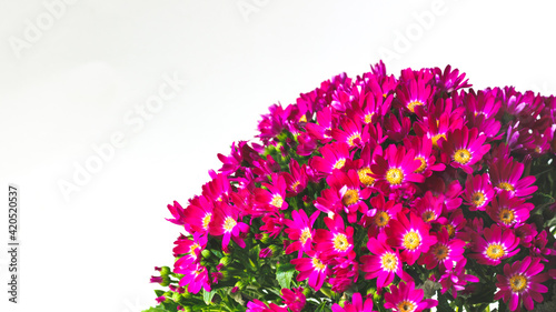 Beautiful pink flowers of cineraria on a white background. photo