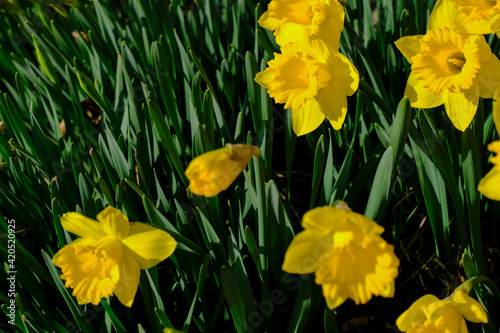 Fototapeta Naklejka Na Ścianę i Meble -  Bright yellow daffodils close-up in the garden. Natural floral background. Valentine's, birthday, International women's day postcard design