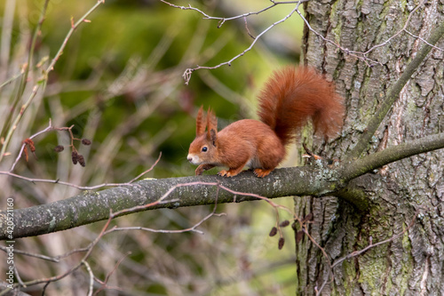 Eichhörnchen