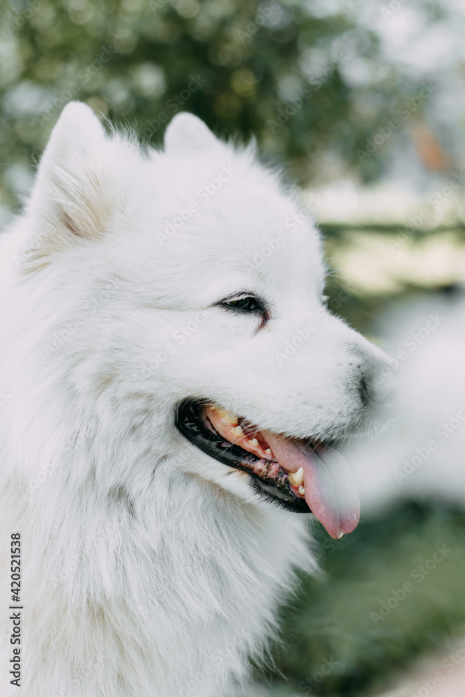 Obraz premium close-up portrait in profile white proud confident happy cute fluffy adorable big dog pet Samoyed animal looking into the distance resting posing with open mouth with tongue, selective focus