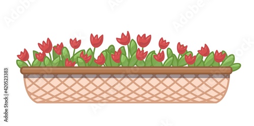 Cartoon red tulips in long flower box. Vector illustration isolated on white background.