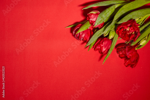 Bouquet of red tulips. Concept for Valentine's Day, womens day and other romantic events. Top view, close-up, flat lay