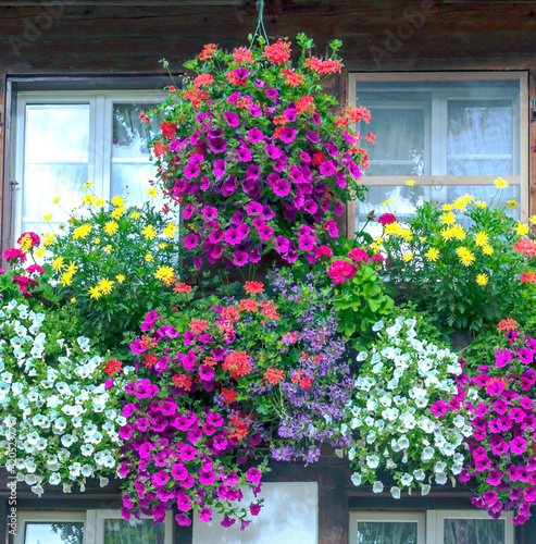 Flowers in the window