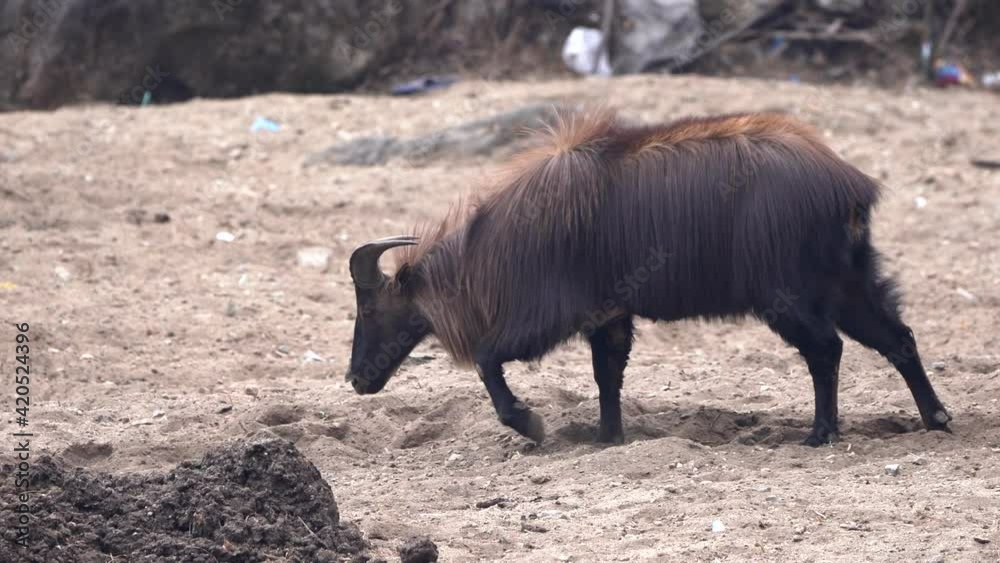 A Himalayan Tahr scratching in the dirt looking for salt. A Himalayan Tahr scratching in the dirt looking for salt.