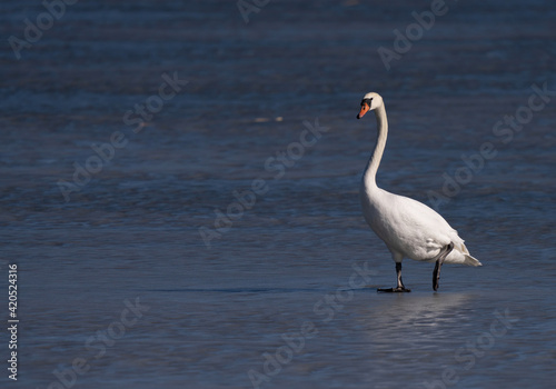 Mute swan starts its escape from a frozen lake in Sweden.