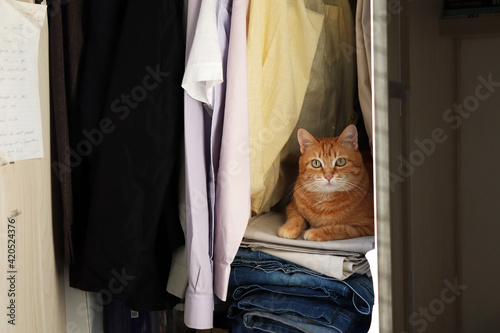 Cat In Wardrobe