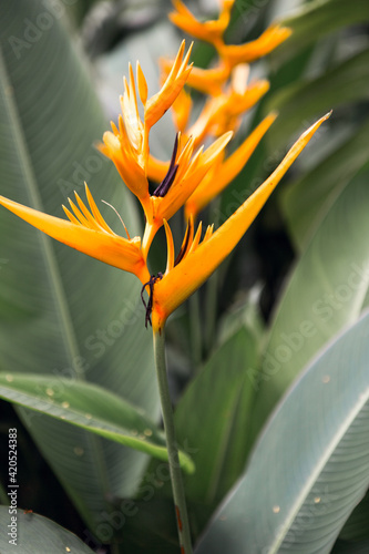 Bird of paradise flower
