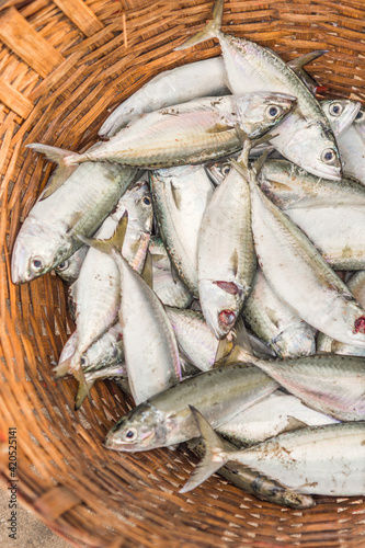 A basket full of freshly caught fish photo