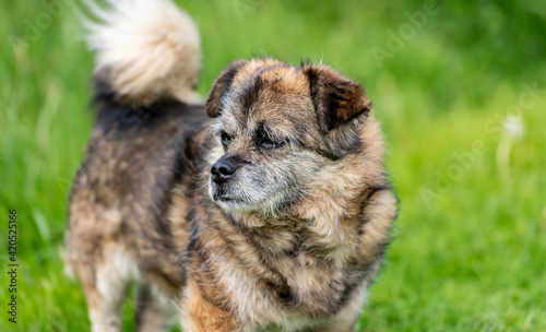 Old mongrel dog. Brown mixed breed dog portrait outdoors in summer.