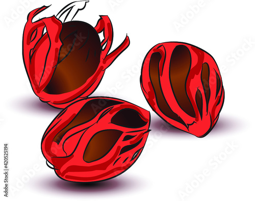 Nutmeg fruit black seeds with red mace or flower isolated inside ceramic bowl with white background. Bunch of organic fresh ayurvedic and medicinal spice harvest concepts.