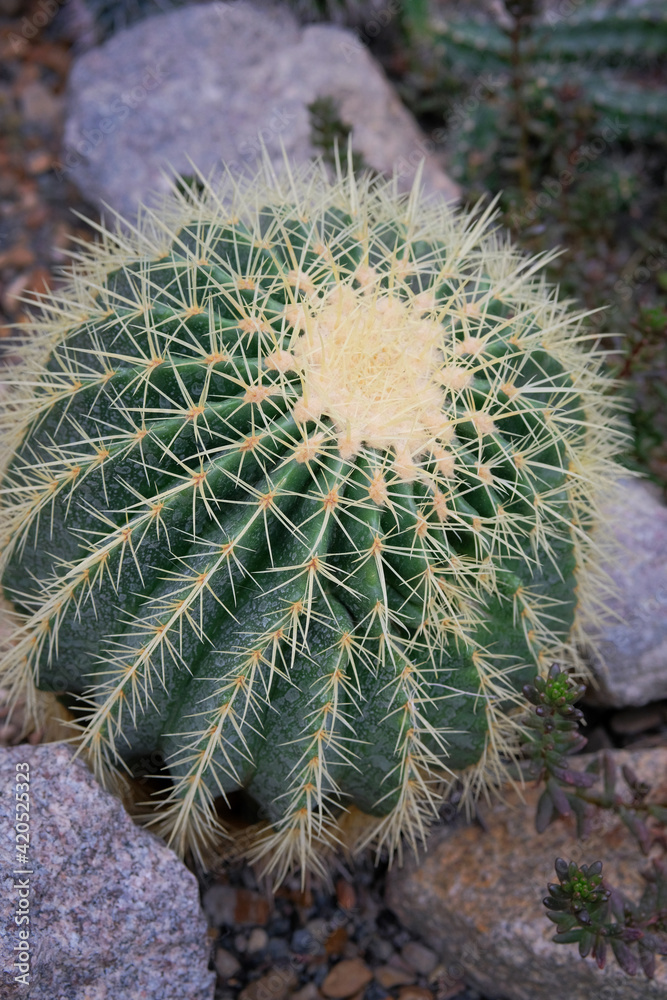 Rockery in the garden with stones and Echinocactus grusonii, close up. Landscape design of the garden with cactus, plants and stones. Rockery in the garden with stones and Echinocactus grusonii, close up. Landscape design of the garden with cactus, plants and stones.
