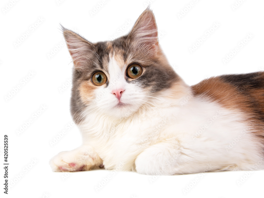 Beautiful nice fluffy cat isolated on the white background
