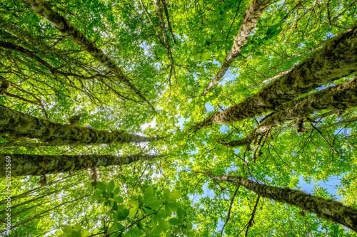 Trees upward nadir view to height in forest, growth progress nature concept