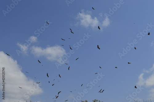 Flock of birds