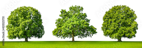 Drei Grüne Bäume auf auf einer Grünen Wiese