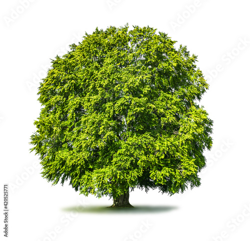 Grüner Baum isoliert auf weissem Hintergrund