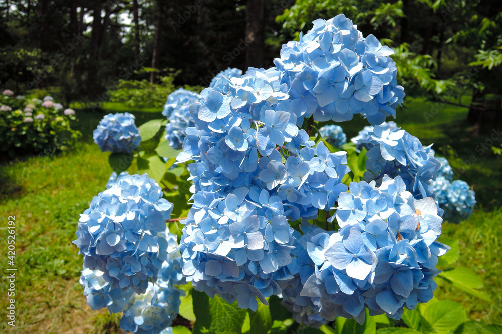 bushes of blooming hydrangea of blue flowers on a bright Sunny day in the garden bushes of blooming hydrangea of blue flowers on a bright Sunny day in the garden