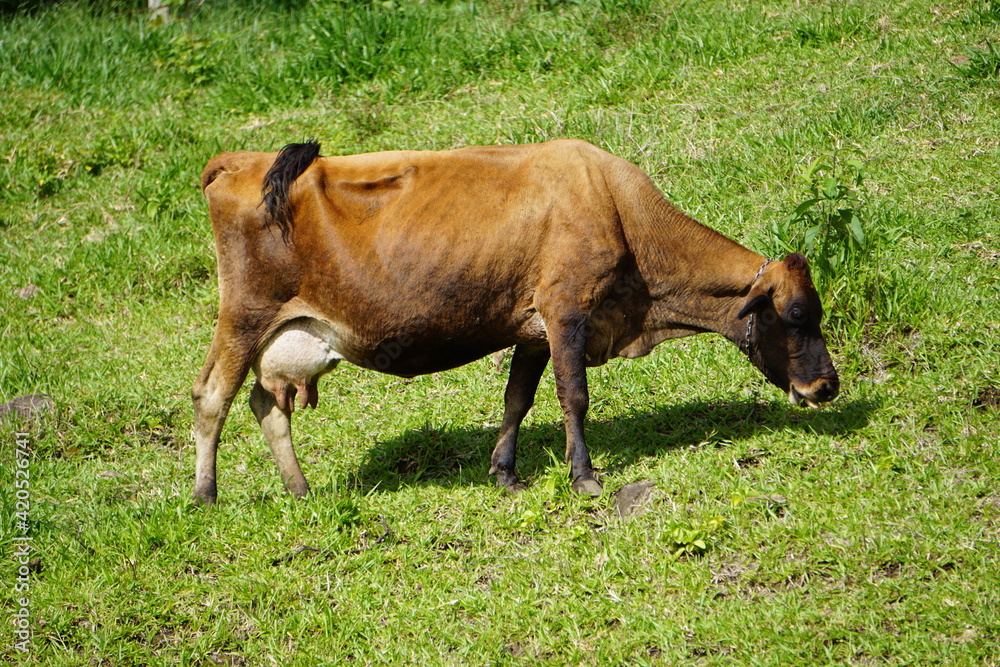 Fototapeta premium brazilian mountain nature