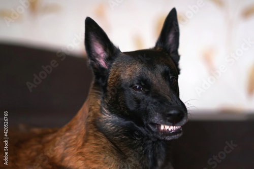 The portrait of an angry Belgian Shepherd dog Malinois grinning its teeth lying indoors on a brown couch