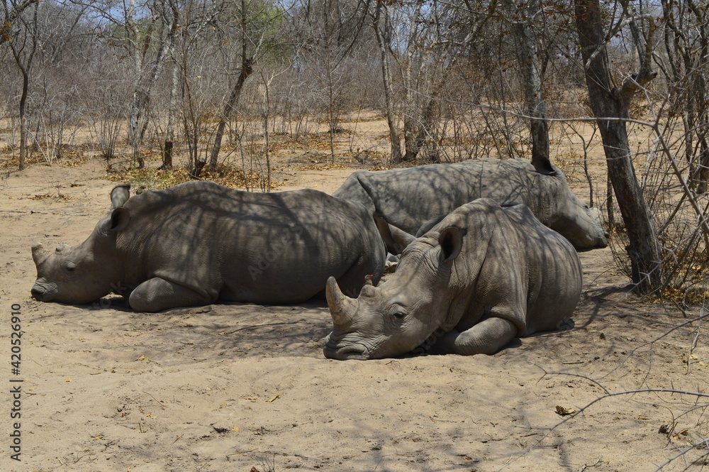 Rhino after lunch Rhino after lunch