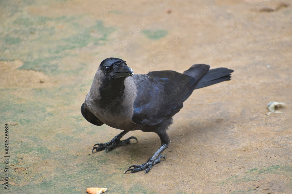 Obraz premium The crow bird, single grey crow close up image