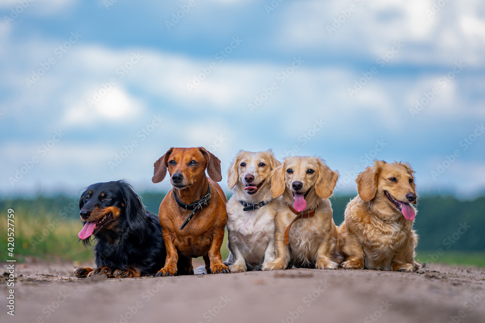 Cute dogs standing in line on the road. Joyful different breeds of pets. Beautiful and cozy picture.
