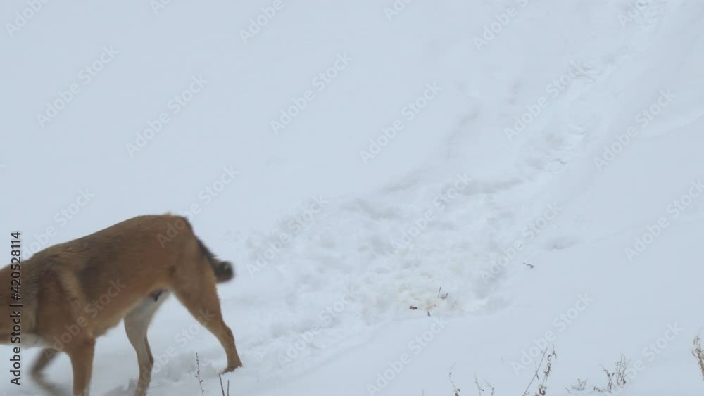 Stray Homeless dog mongrel eats his food on the snow Stray Homeless dog mongrel eats his food on the snow
