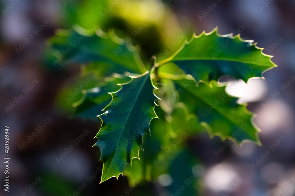 Ilex Aquifolium Gemeine Stachpalme Baum des Jahres 2021 Strauch Weihnachten Früchte rot giftig Steinfrüchte Advent Winter Grußkarte Seasons greeting Palm Tradition WInter Jahreszeit immergrün Wald Ilex Aquifolium Gemeine Stachpalme Baum des Jahres 2021 Strauch Weihnachten Früchte rot giftig Steinfrüchte Advent Winter Grußkarte Seasons greeting Palm Tradition WInter Jahreszeit immergrün Wald