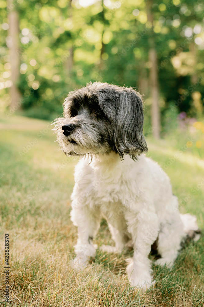Havanese Dog Sitting in a Field Havanese Dog Sitting in a Field