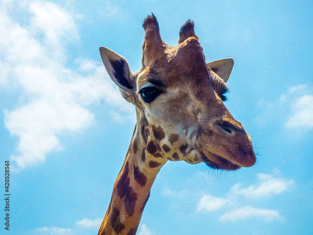 Detalle de la cabeza de una Jirafa (Giraffa camelopardalis) que posa tranquilamente para los visitantes del zoo Detalle de la cabeza de una Jirafa (Giraffa camelopardalis) que posa tranquilamente para los visitantes del zoo
