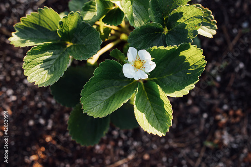 A Walk In The Backyard Garden