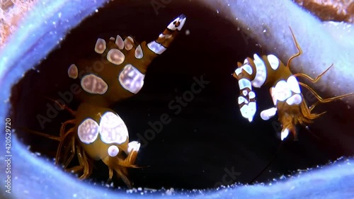 
Amboin Shrimps (Thor amboinensis) Inside a Tube Anemone - Macro - Philippines photo