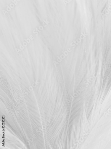 Beautiful abstract black feathers on white background and soft white feather texture on white texture pattern, dark theme wallpaper, gray feather background, gray banners