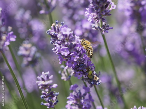 A Bee in a lavender Blossom Eine Biene in Lavendelblüten