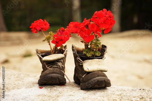 Old hiking shoes used as outdoor flowerpot for pelargonium with red flowers, gardening concept