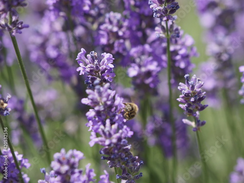 A Bee in a lavender Blossom
Eine Biene in Lavendelblüten