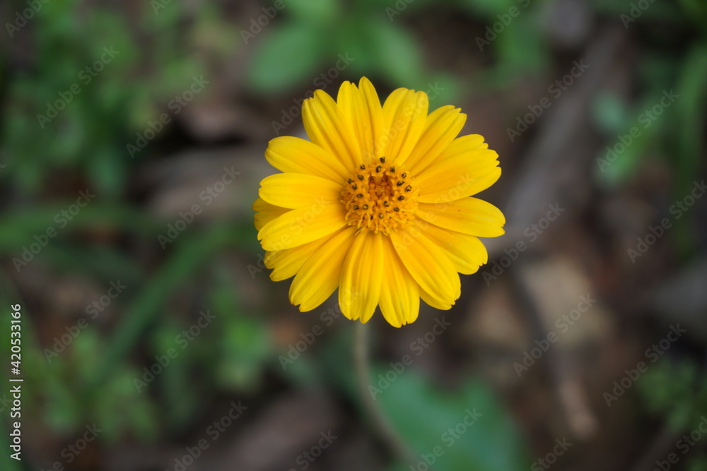 flower flower