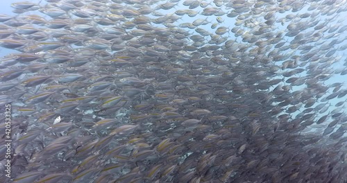 Massive mackerel scad fish swimming by as covering cloud in blue water, closeup 4K shoot photo