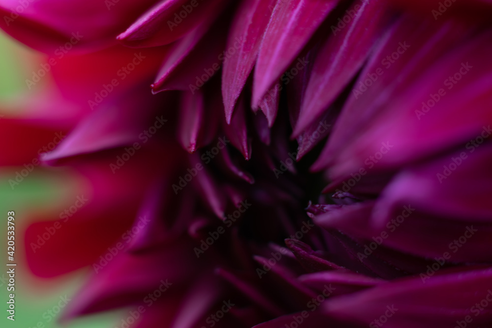 Obraz premium Macro photo of soft red dahlia flower blossoming at summertime