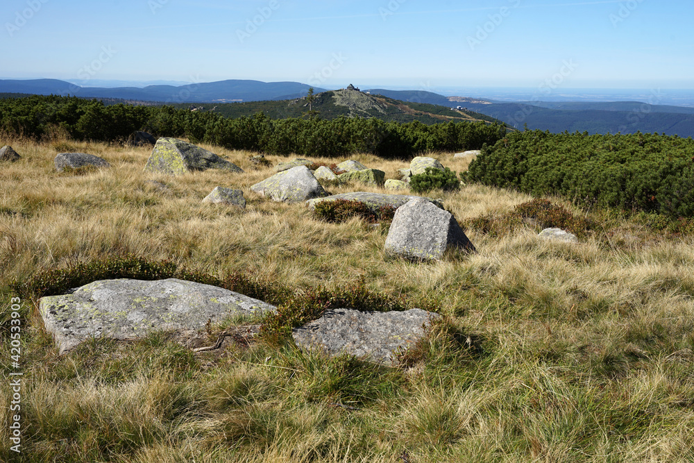 Karkonosze Mountains summit landscape with grassy bogs, glacial boulders and pine scrubs, touristic hiking concept, Poland